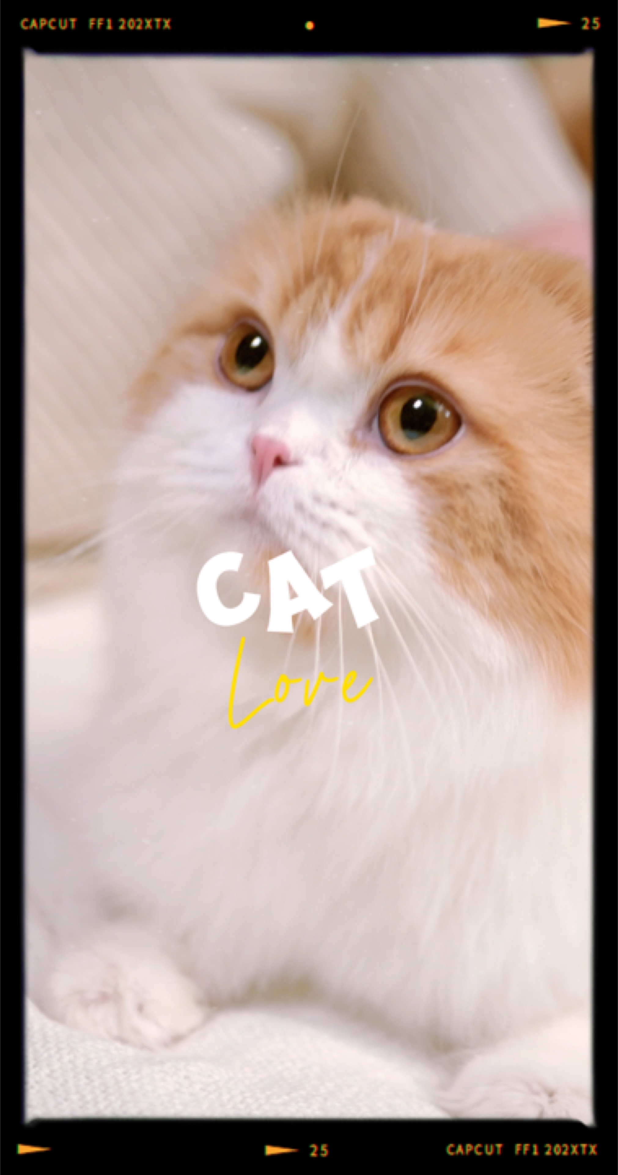 Liebe Katze