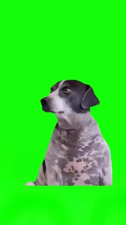 Dog Judging 