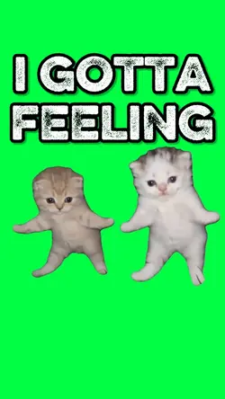 KITTENS GOTTA FEELIN
