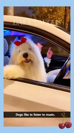 Dancing pets