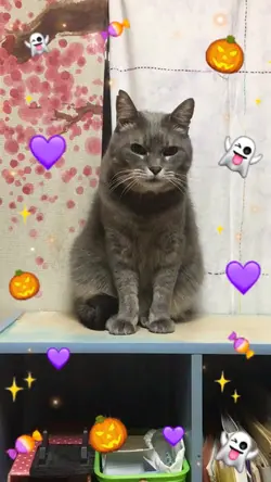 ハッピーハロウィン🎃👻
