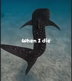 Whale shark