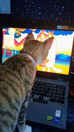Cat watching
