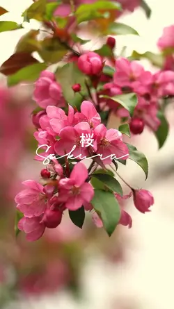 Sakura | 桜