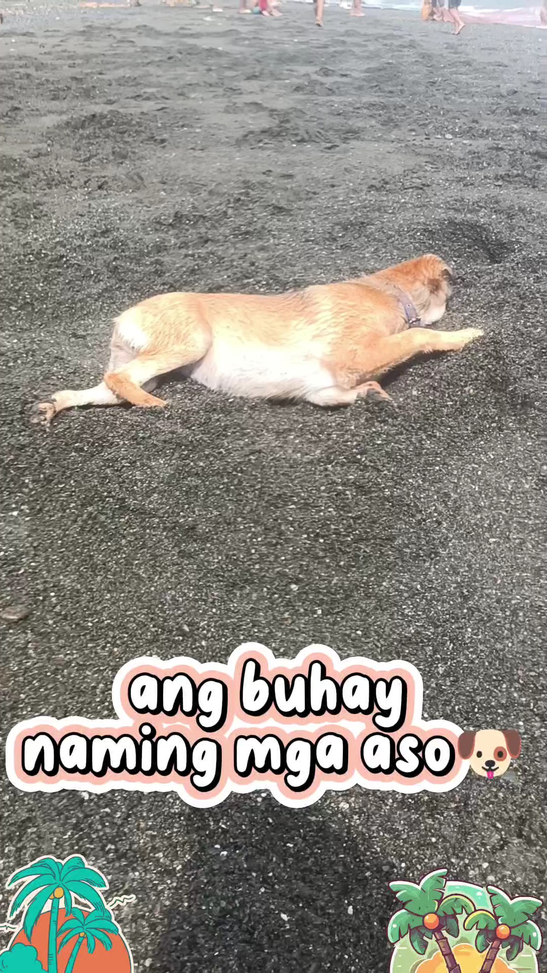 buhay ng mga aso