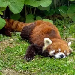 Favorite animal