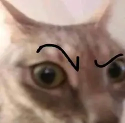 hayo?