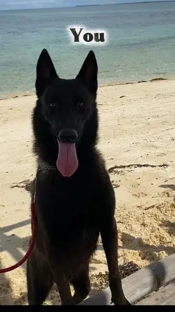 Belgian Malinois 