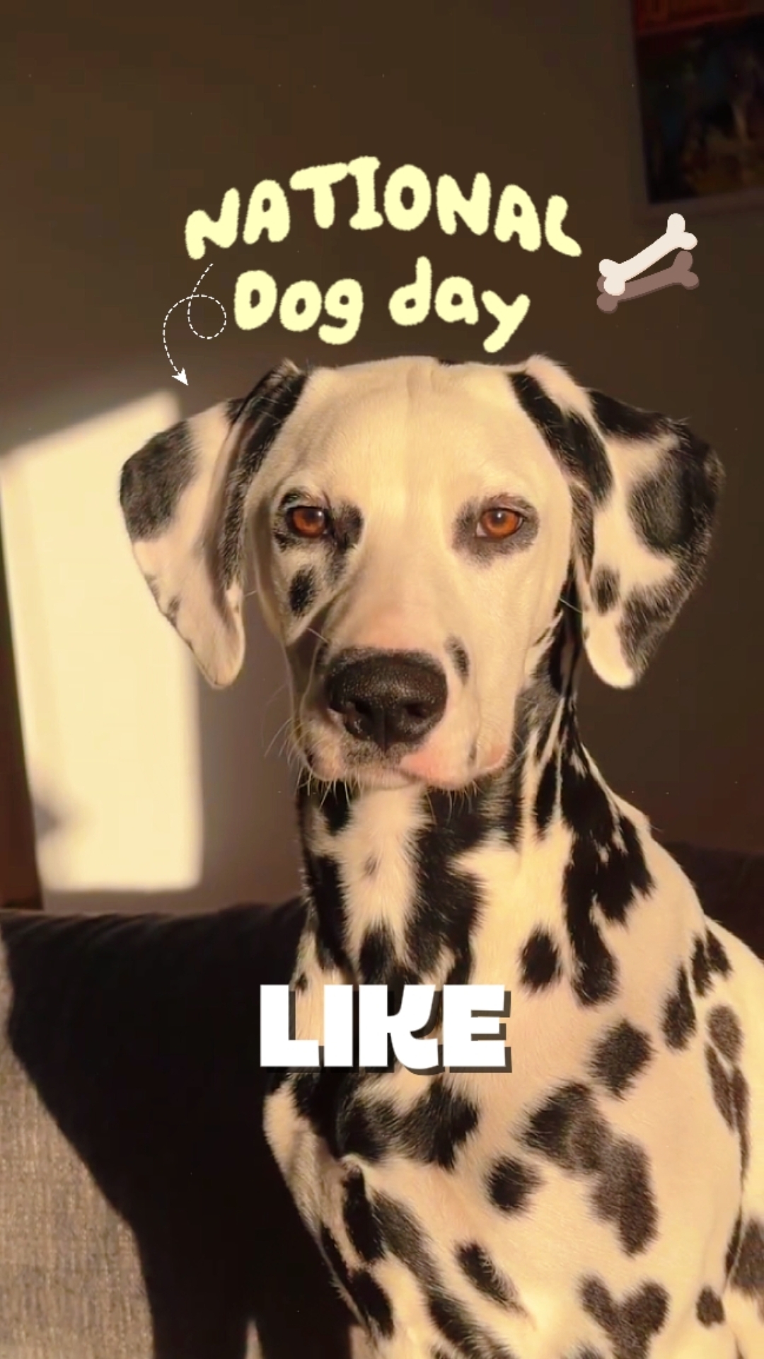 they go [Dog day]