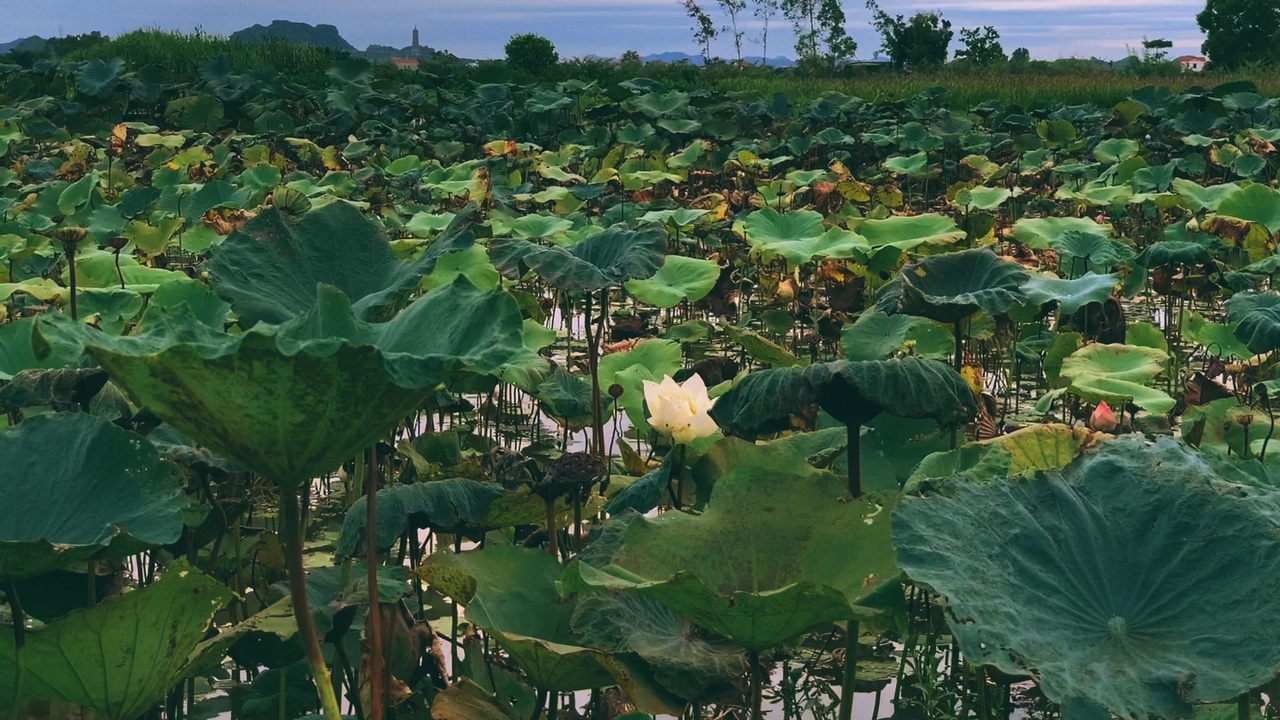 Mẫu slow màu chill