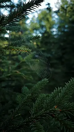 cinematic 8 video