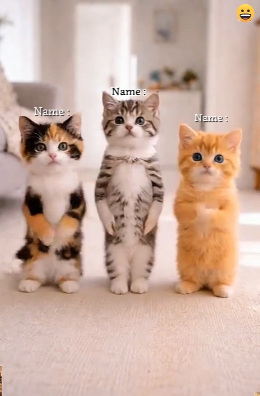 Dance Cat Trend