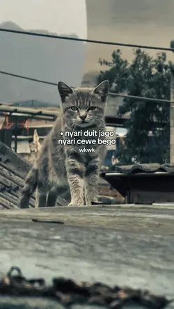 nyari duit jago 