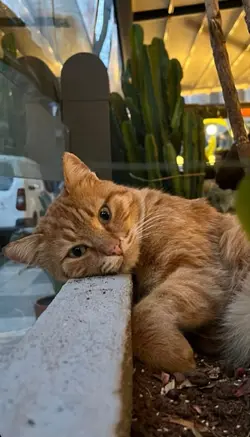 Kör Olayım yar