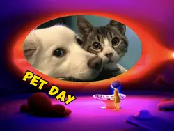Pet day