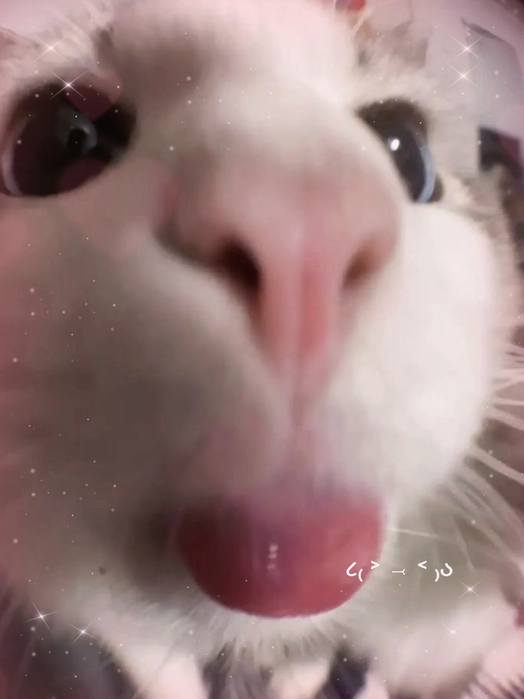 kitty^^