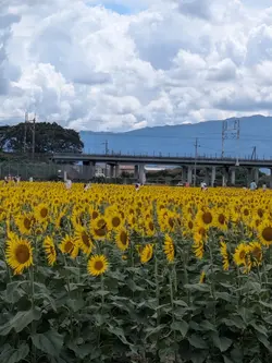 前から行きたかったひまわり畑
