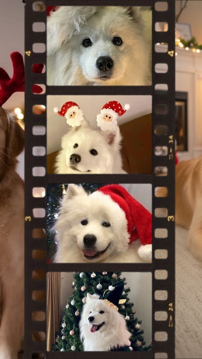 Animal de Noël