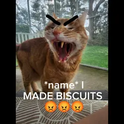 I MADE BISCUITS