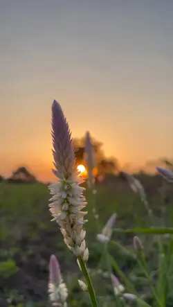 mini vlog