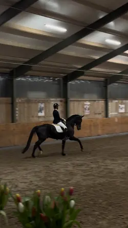 DRESSAGE SLOW MO 🪽