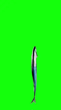 Spinning fish meme