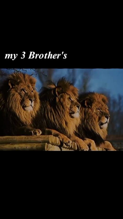 ভাই অথবা বন্ধুর পিক