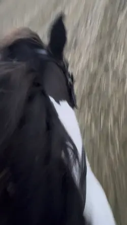Slomo gallop