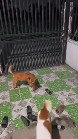 Hóng drama