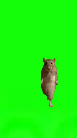 Dancing Rat