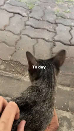 To day cats