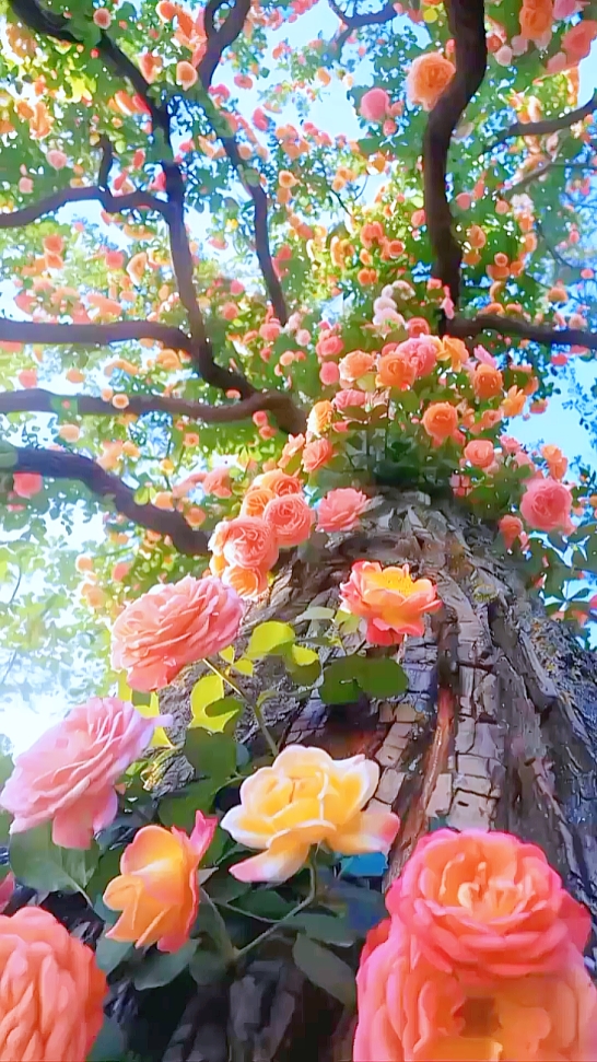 Aesthetic