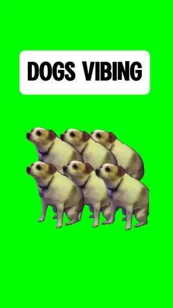 DOGS VIBING