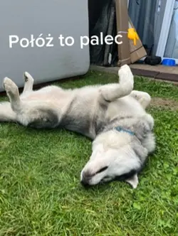 Jesteś dobry😍💗🐾