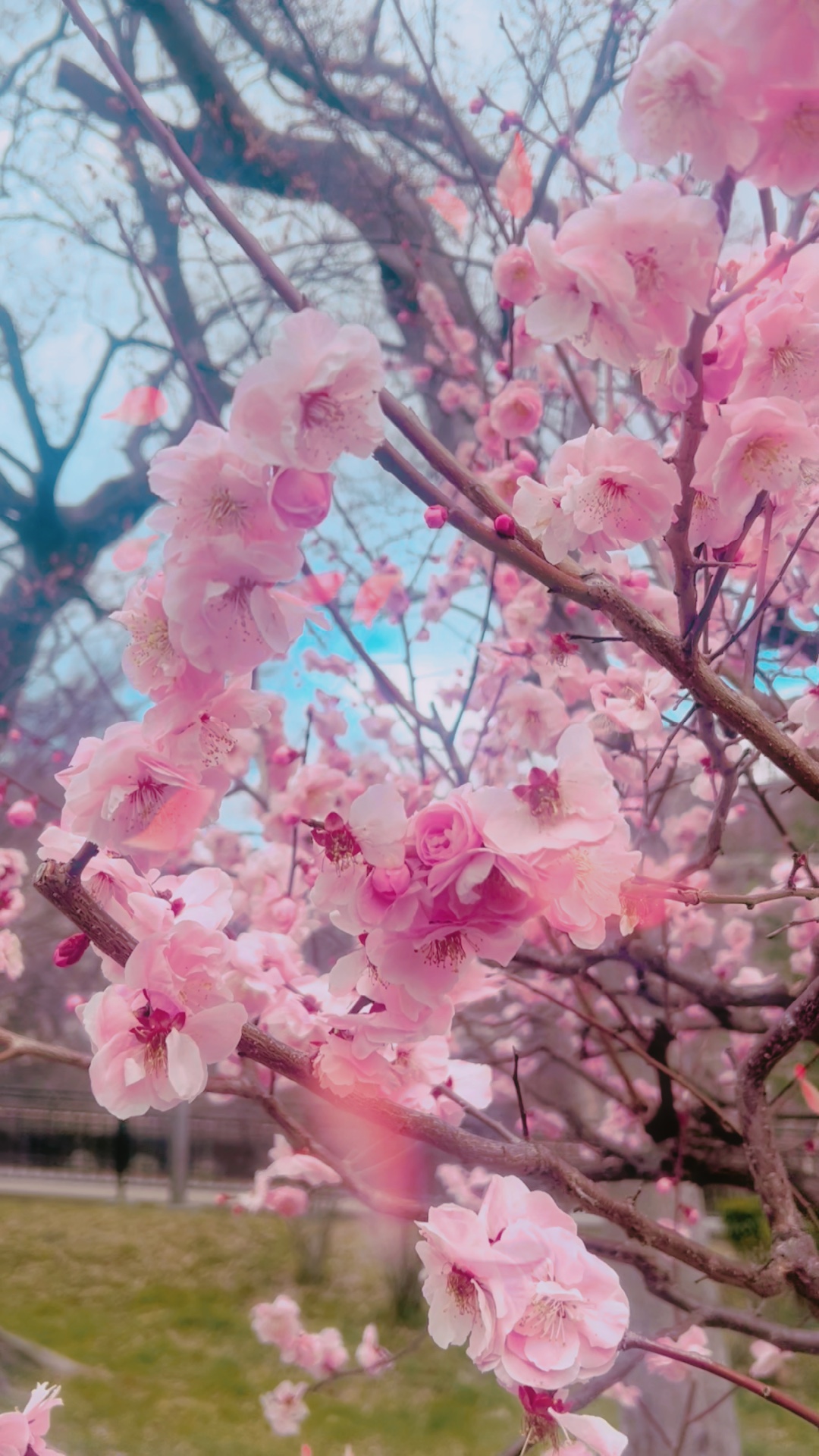 ❄🌸