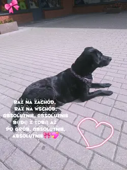 Absolutnie 