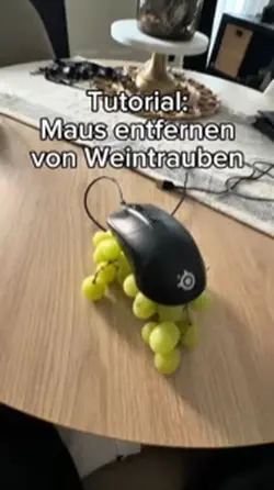 Maus
