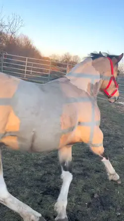 Horse slowmo 🌟💞