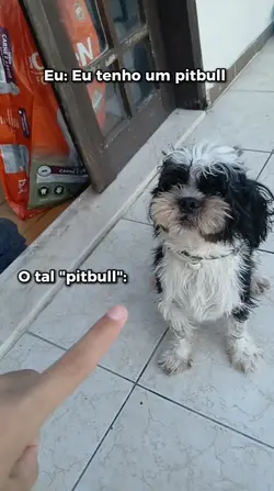 O tal pitbull kkk