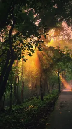 VIBES CAHAYA PAGI