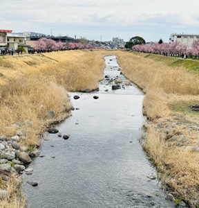 Cherry blossoms 