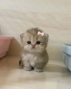 kucingimut