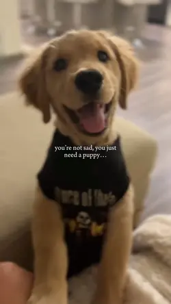 Need a puppy