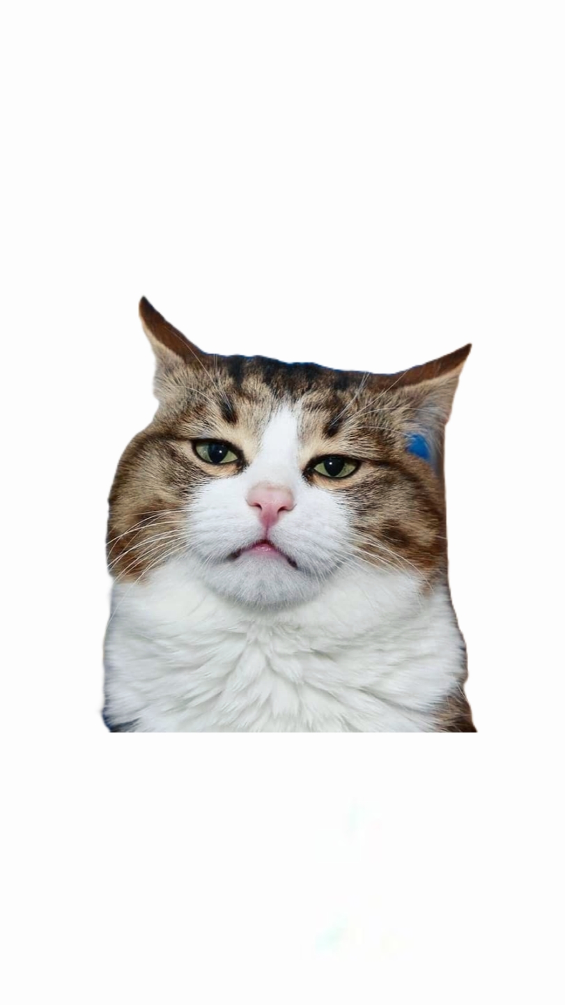 고양이 BLEH