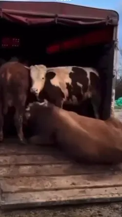 funny cow hooks