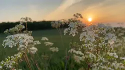 kalo dipikir pikir🤔