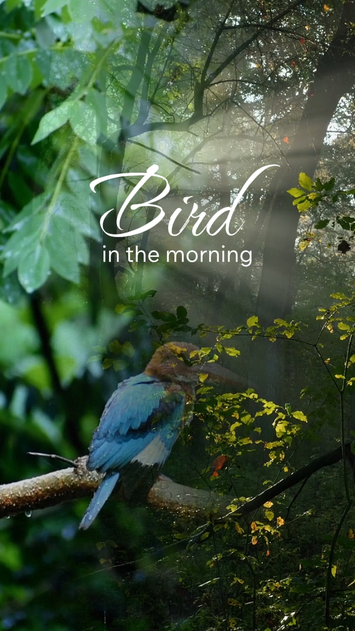 Bird In the Morning