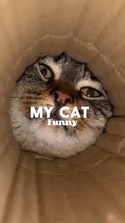 My cat funny  🇺🇸