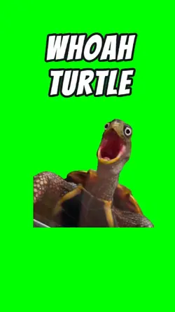 WHOA TURTL