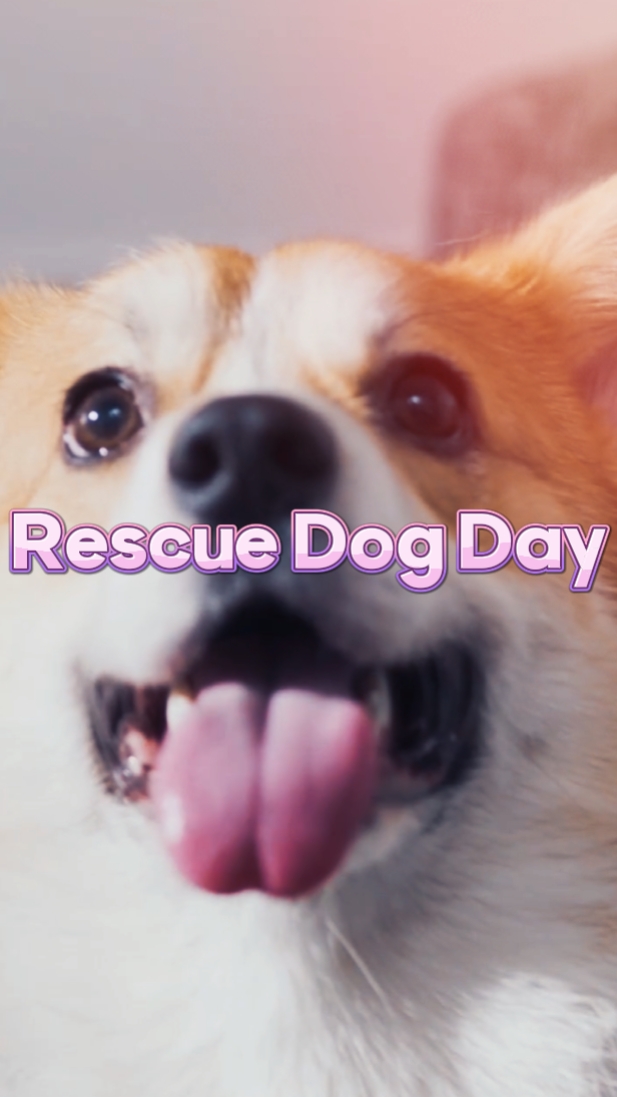 Rescue Dog Day